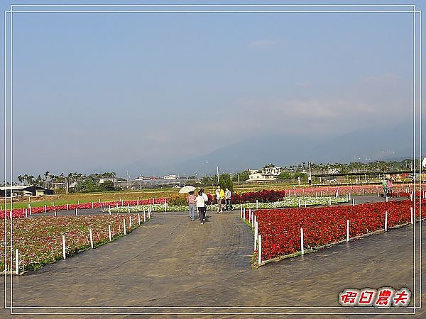 2011新社花海行前踩點-安妮公主花園 @假日農夫愛趴趴照