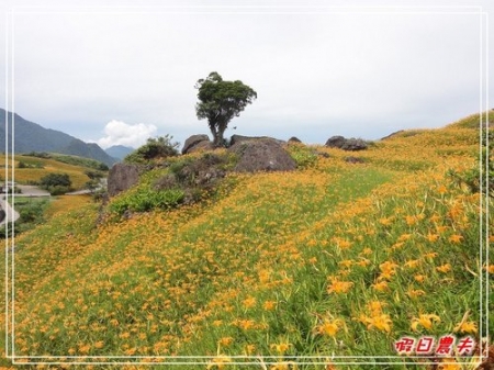 金針的故鄉。六十石山 @假日農夫愛趴趴照