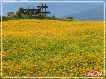 金針的故鄉。六十石山 @假日農夫愛趴趴照