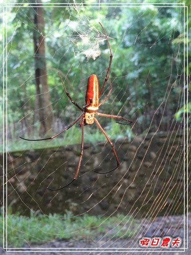 GOMAJI團購券-新化國家植物園(100.7.30~31) @假日農夫愛趴趴照