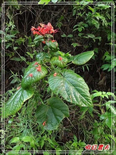 GOMAJI團購券-新化國家植物園(100.7.30~31) @假日農夫愛趴趴照