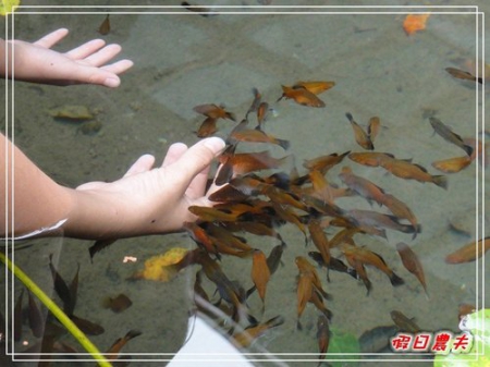 團購券-千樺花園餐廳下午茶 @假日農夫愛趴趴照