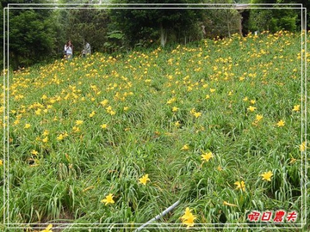 遇見金黃。花現愛情。沐心泉 @假日農夫愛趴趴照