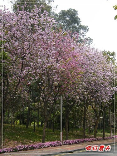 【廣州自由行】台灣腳走廣州-麓湖公園 @假日農夫愛趴趴照