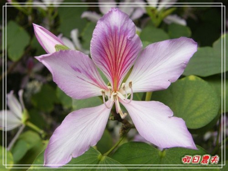 【廣州自由行】台灣腳走廣州-麓湖公園 @假日農夫愛趴趴照