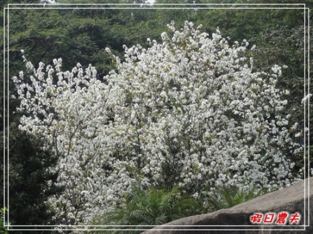 【廣州自由行】台灣腳走廣州-雲台花園(下) @假日農夫愛趴趴照