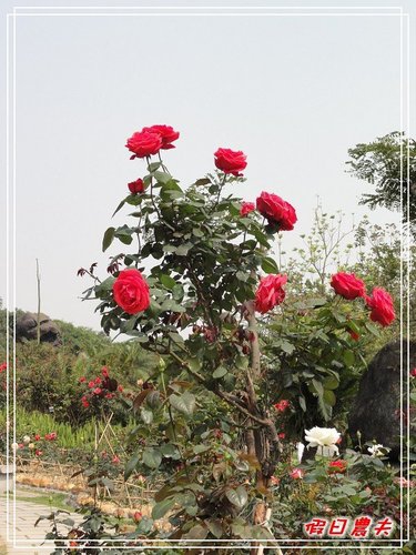 【廣州自由行】台灣腳走廣州-雲台花園(下) @假日農夫愛趴趴照