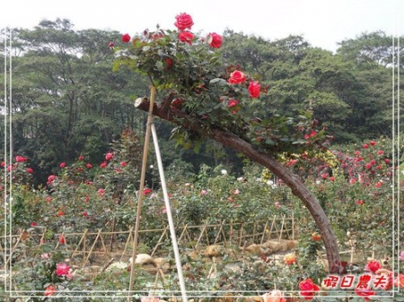 【廣州自由行】台灣腳走廣州-雲台花園(下) @假日農夫愛趴趴照