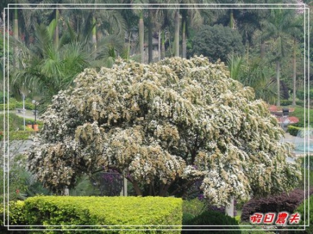 【廣州自由行】台灣腳走廣州-雲台花園(下) @假日農夫愛趴趴照