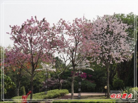 【廣州自由行】台灣腳走廣州-雲台花園(下) @假日農夫愛趴趴照