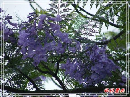 蜂荷日麗。歡楹來玩 @假日農夫愛趴趴照