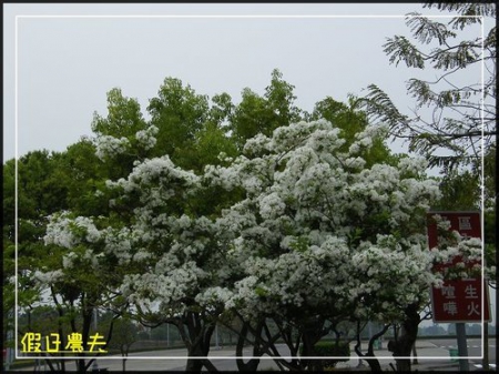 雲海、人海、傘海。迷霧中的阿里山櫻花 @假日農夫愛趴趴照