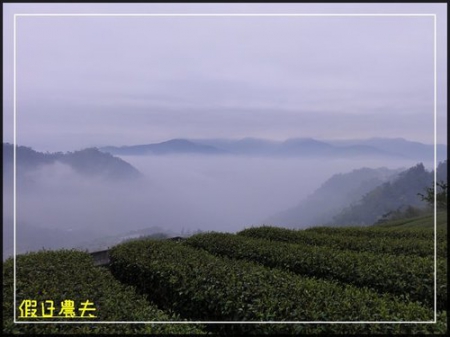 雲海、人海、傘海。迷霧中的阿里山櫻花 @假日農夫愛趴趴照