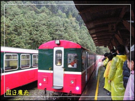 雲海、人海、傘海。迷霧中的阿里山櫻花 @假日農夫愛趴趴照