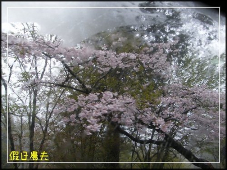 雲海、人海、傘海。迷霧中的阿里山櫻花 @假日農夫愛趴趴照