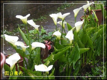 雲海、人海、傘海。迷霧中的阿里山櫻花 @假日農夫愛趴趴照