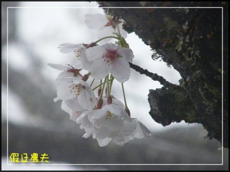 雲海、人海、傘海。迷霧中的阿里山櫻花 @假日農夫愛趴趴照