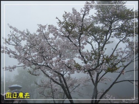 雲海、人海、傘海。迷霧中的阿里山櫻花 @假日農夫愛趴趴照