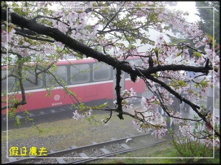 雲海、人海、傘海。迷霧中的阿里山櫻花 @假日農夫愛趴趴照