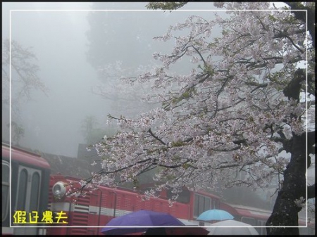 雲海、人海、傘海。迷霧中的阿里山櫻花 @假日農夫愛趴趴照