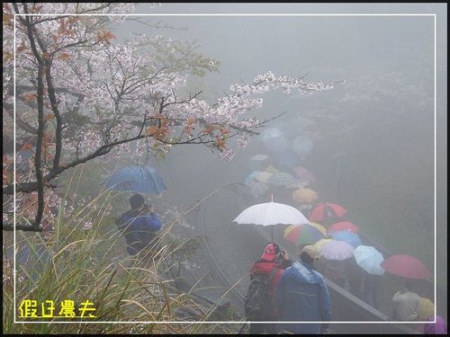 雲海、人海、傘海。迷霧中的阿里山櫻花 @假日農夫愛趴趴照