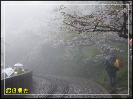 雲海、人海、傘海。迷霧中的阿里山櫻花 @假日農夫愛趴趴照