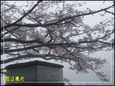 雲海、人海、傘海。迷霧中的阿里山櫻花 @假日農夫愛趴趴照