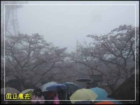 雲海、人海、傘海。迷霧中的阿里山櫻花 @假日農夫愛趴趴照