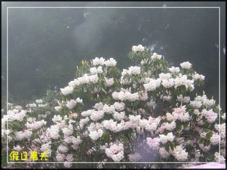 雲海、人海、傘海。迷霧中的阿里山櫻花 @假日農夫愛趴趴照