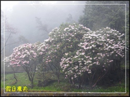 雲海、人海、傘海。迷霧中的阿里山櫻花 @假日農夫愛趴趴照