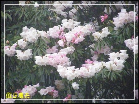 雲海、人海、傘海。迷霧中的阿里山櫻花 @假日農夫愛趴趴照