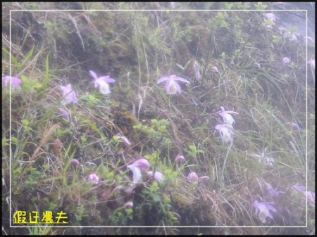 雲海、人海、傘海。迷霧中的阿里山櫻花 @假日農夫愛趴趴照