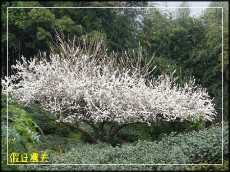 熱心親切的老闆-中泰製茶廠 @假日農夫愛趴趴照