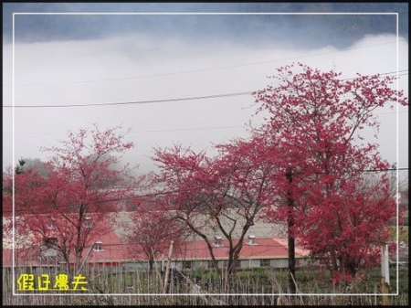 雲海、茶園與櫻花的對話 @假日農夫愛趴趴照