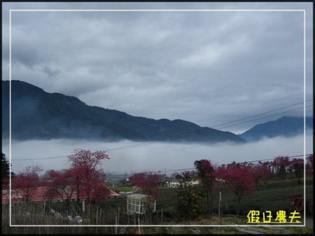 雲海、茶園與櫻花的對話 @假日農夫愛趴趴照