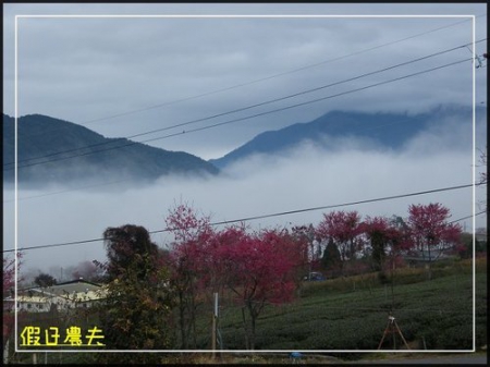 雲海、茶園與櫻花的對話 @假日農夫愛趴趴照