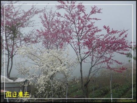 雲海、茶園與櫻花的對話 @假日農夫愛趴趴照