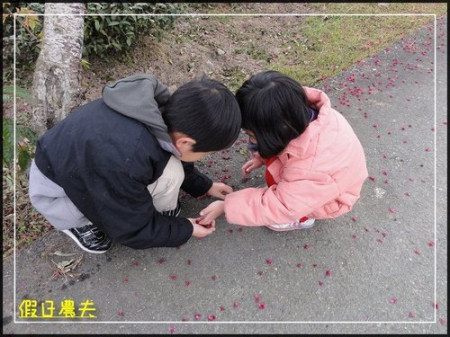 雲海、茶園與櫻花的對話 @假日農夫愛趴趴照