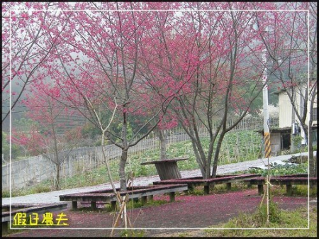 雲海、茶園與櫻花的對話 @假日農夫愛趴趴照