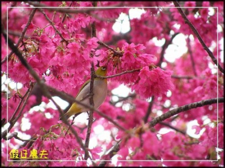 雲海、茶園與櫻花的對話 @假日農夫愛趴趴照