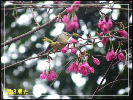 雲海、茶園與櫻花的對話 @假日農夫愛趴趴照