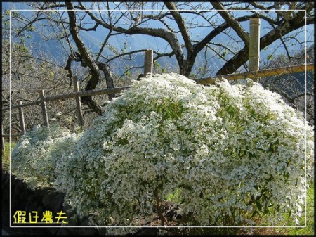 991219信義柳家梅園踏雪尋梅趣 @假日農夫愛趴趴照