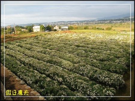 2010苗栗銅鑼杭菊芋頭節 @假日農夫愛趴趴照