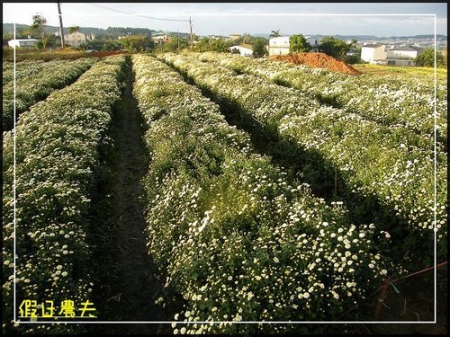 2010苗栗銅鑼杭菊芋頭節 @假日農夫愛趴趴照