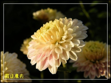 2010苗栗銅鑼杭菊芋頭節 @假日農夫愛趴趴照