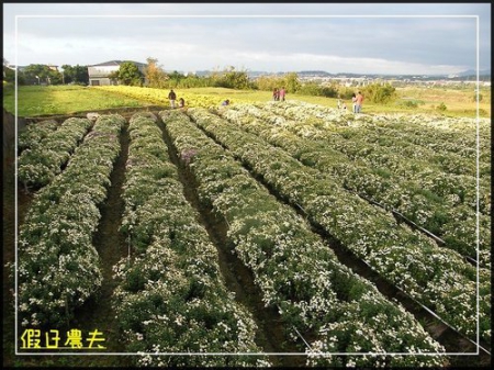 2010苗栗銅鑼杭菊芋頭節 @假日農夫愛趴趴照