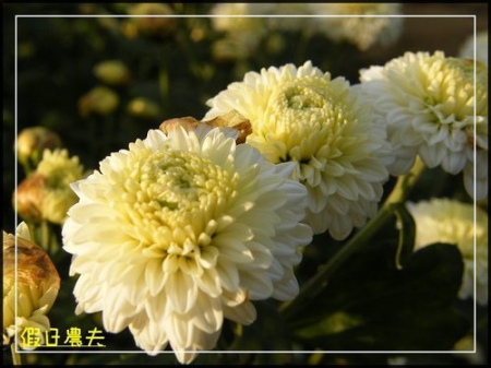 2010苗栗銅鑼杭菊芋頭節 @假日農夫愛趴趴照