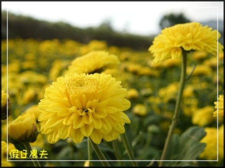 2010苗栗銅鑼杭菊芋頭節 @假日農夫愛趴趴照