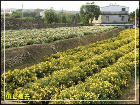 2010苗栗銅鑼杭菊芋頭節 @假日農夫愛趴趴照