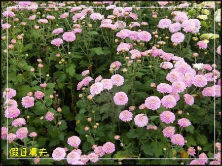 2010苗栗銅鑼杭菊芋頭節 @假日農夫愛趴趴照